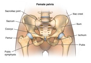 Pregnancy Related Pelvic Girdle Physiotherapy Brisbane - articulate.